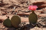 Opuntia aurea, east-entrance to Zion, Andrey-Zharkikh