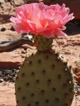 Opuntia aurea, east-entrance to Zion, Andrey-Zharkikh