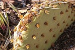 Opuntia aurea, east-entrance to Zion, Andrey-Zharkikh