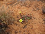 Opuntia aurea, Kane Co, UT, Andrey-Zharkikh