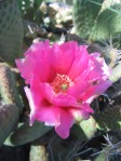 Opuntia aurea, Colorado City, AZ