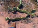 Opuntia aurea, Colorado City, AZ