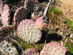 Opuntia aurea, Bryant Olsen