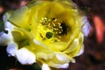 Opuntia aurea, garden plant