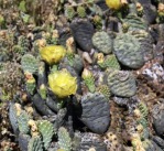 Opuntia aurea, garden plant