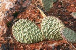 Opuntia aurea in habitat, UT