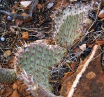 Opuntia aurea in habitat, UT