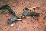 Opuntia aurea in habitat, UT