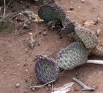 Opuntia aurea in habitat, UT