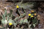 Opuntia aurea, GA Cooper