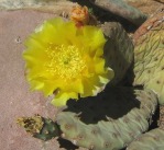 Opuntia aurea, fairgrounds, Grand Junction, CO