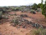 Opuntia aurea, Pipe Spring National Monument, UT, Nancy Hussey