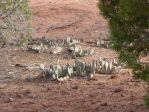 Opuntia aurea, Pipe Spring National Monument, UT, Nancy Hussey