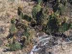 Opuntia aurea, House Rock Valley Rd, southern UT