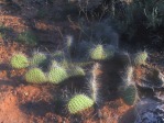 Opuntia aurea, House Rock Valley Rd, southern UT