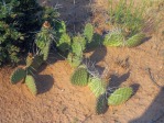 Opuntia aurea, Page, AZ