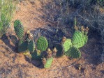 Opuntia aurea, Page, AZ