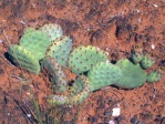 Opuntia aurea, south of Mt Carmel Junction, UT