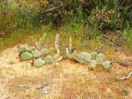 Opuntia aurea