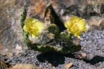 Opuntia austrina, garden plant