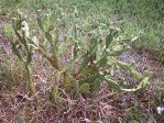 Opuntia austrina in habitat