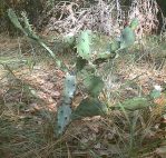 Opuntia austrina in habitat