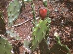 Opuntia austrina in habitat