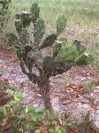 Opuntia austrina in habitat