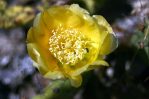 Opuntia austrina, garden plant