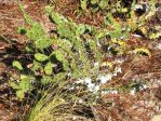 Opuntia austrina, small plant