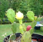 Opuntia austrina, garden plant