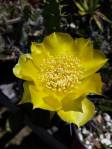 Opuntia austrina, a photo by Paul Fischer