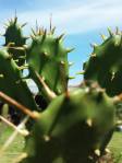 Opuntia austrina, garden plant, Paul Fischer