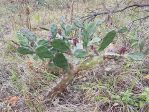 Opuntia austrina with fruit