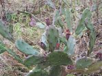 Opuntia austrina with fruit