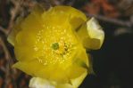 Opuntia austrina, garden plant