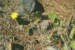 Opuntia austrina, garden plant