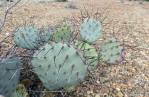 Opuntia azurea diplopurpurea, Big Bend National Park, Michelle Cloud-Hughes