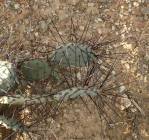 Opuntia azurea diplopurpurea, Big Bend National Park, Michelle Cloud-Hughes