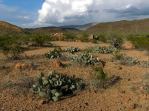 Opuntia azurea diplopurpurea, Big Bend National Park, Michelle Cloud-Hughes