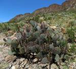 Opuntia azurea discolor, Big Bend National Park, Michelle Cloud-Hughes