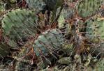 Opuntia azurea discolor, Big Bend National Park, Michelle Cloud-Hughes