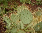 Opuntia azurea