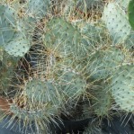 Opuntia azurea