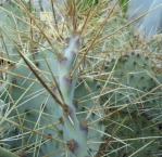 Opuntia azurea