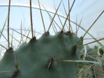 Opuntia azurea