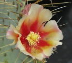 Opuntia azurea