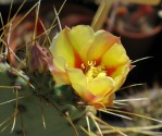 Opuntia azurea