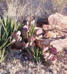 Opuntia azurea, Big Bend, photographer unknown