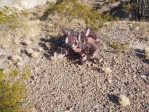 Opuntia azurea, Big Bend, photographer unknown